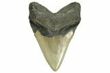 Serrated, Fossil Megalodon Tooth - North Carolina #371494-2